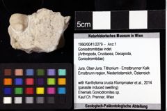 Foto (Objket + Etiketten) von Goniodromitidae indet. 